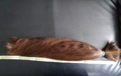 Где лучше сдать волосы? Сколько можно заработать?